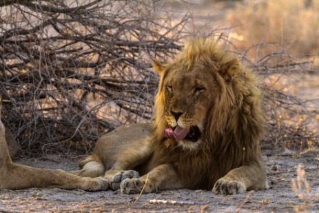 Löwe neben Piste im Etosha NP