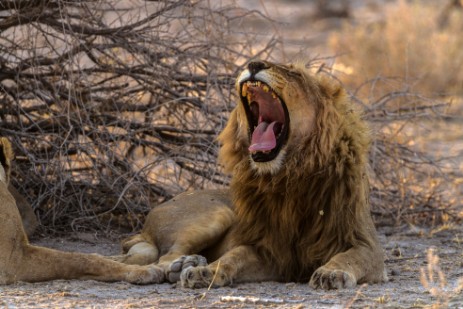 Gähnender Löwe neben Piste im Etosha NP