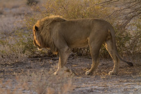 Löwe im Etosha NP