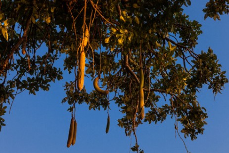 Leberwurstbaum