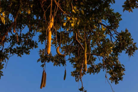 Leberwurstbaum