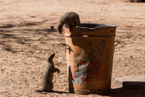 Mangusten plündern Abfalleimer im Waterberg Plateau Park