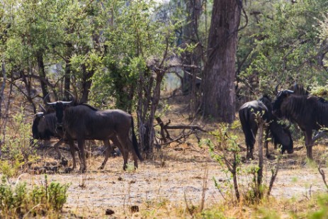 Gnuherde im Mudumu NP