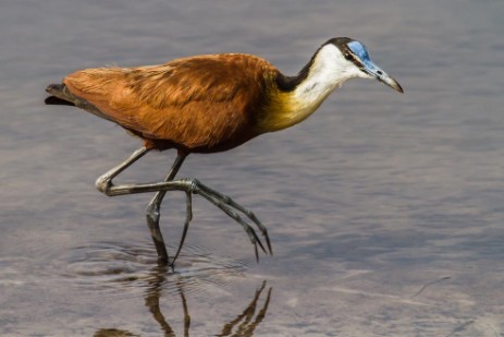 Vogel im Mudumu NP im Caprivi