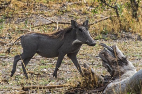 Warzenschwein im Mudumu NP