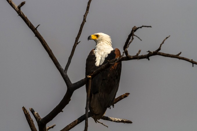 Seeadler im Mudumu Nationalpark