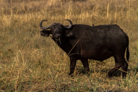 Büffel im Mudumu Nationalpark