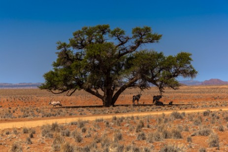 Oryxe bei Sossusvlei im Namib Naukluft NP