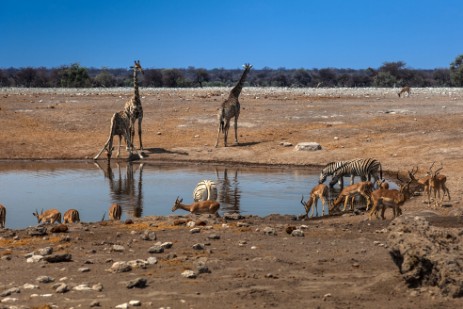 Wasserloch Chudob im Etosha NP