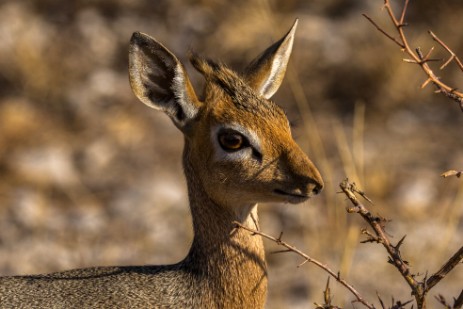 Dik-Dik im Etosha NP