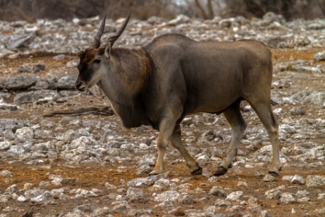 Eland im Etosha NP