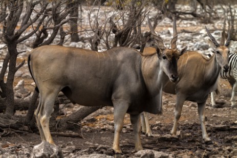 Elands im Etosha NP