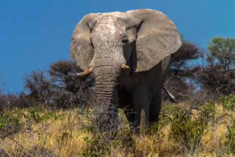 Elefantenbulle im Etosha NP