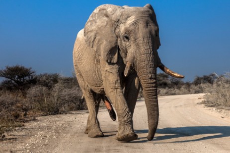 Elefantenbulle auf Piste im Etosha NP