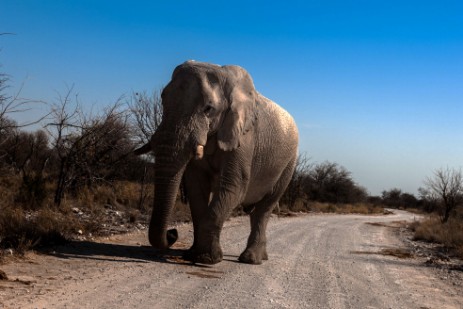 Elefant auf Piste im Etosha NP