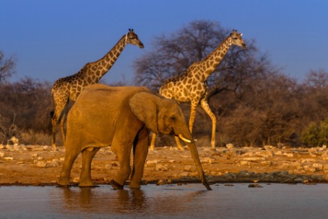 Elefanten und Giraffen an Wasserloch im Etosha NP