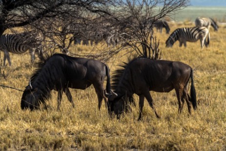 Gnus im Etosha NP