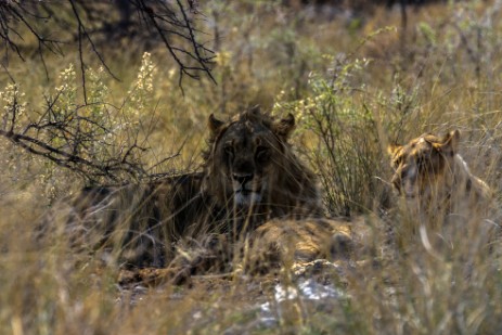 Löwen im Etosha NP