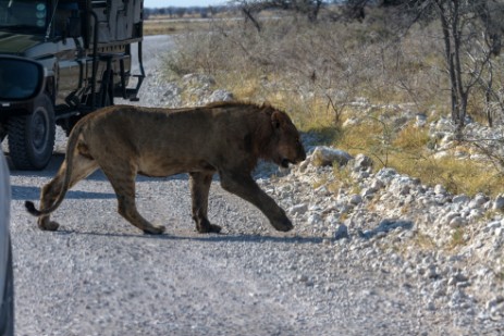 Löwe läuft über Piste im Etosha NP