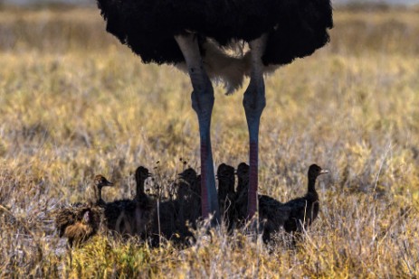 Strauß mit Jungen im Etosha NP