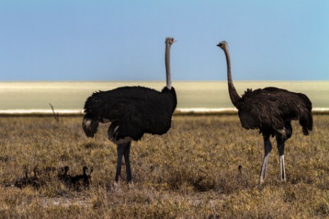 Strauße mit Jungen im Etosha NP