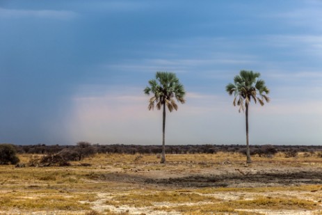 Twee Palms im Etosha NP bei Wettersturz