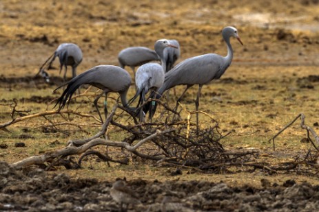 Kraniche im Etosha NP