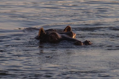 Hippo im Okavango bei Ngepi Camp