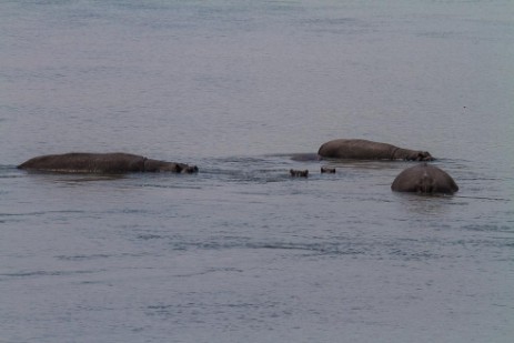 Hippos im Okavango