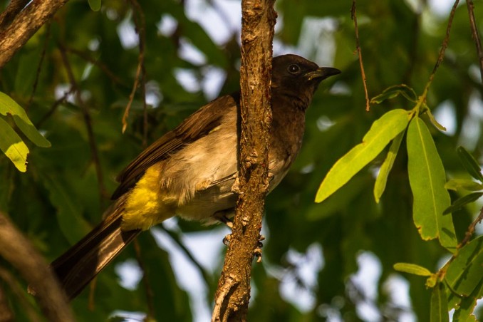 Vogel am Ngepi Camp im Caprivi