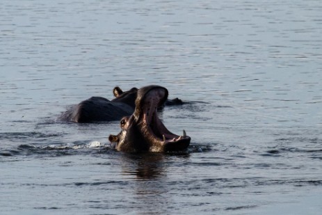 Hippos am Ngepi Camp im Caprivi