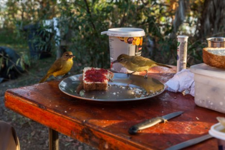 Vogel bei Frühstück im Ngepi Camp