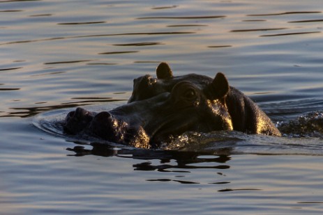 Hippo bei Ngepi Camp