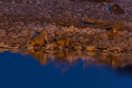 Löwen am Wasserloch im Etosha NP