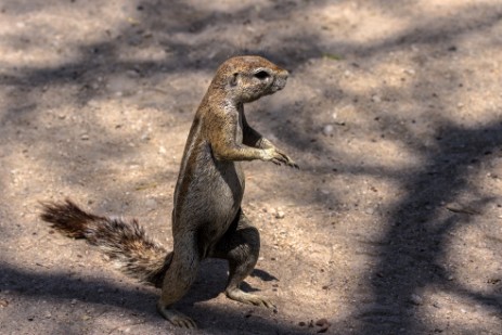 Hörnchen am Okaukuejo Campsite im Etosha NP