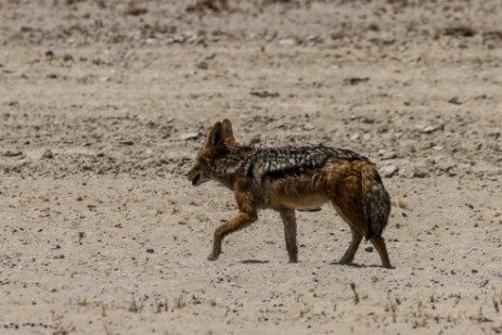 Schakal am Okaukuejo Campsite im Etosha NP