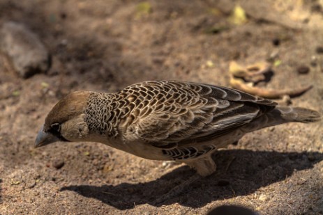 Webervogel am Okaukuejo Campsite im Etosha NP