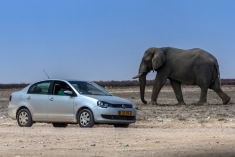 Elefant neben Piste im Etosha NP