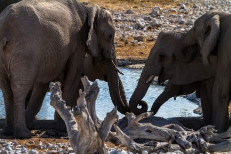 Elefanten am Wasserloch Olifantsbad im Etosha NP