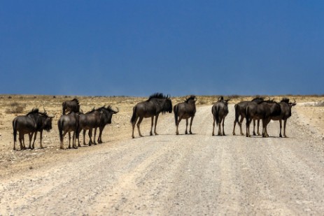 Gnuherde auf Piste im Etosha NP