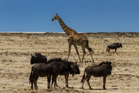 Gnus und Giraffe im Etosha NP