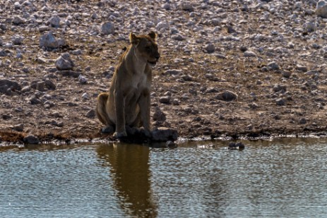 Löwe am Wasserloch Olifantsbad im Etosha NP