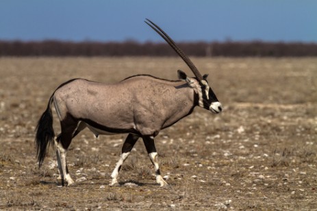 Orys im Etosha NP