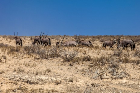 Oryxe im Etosha NP