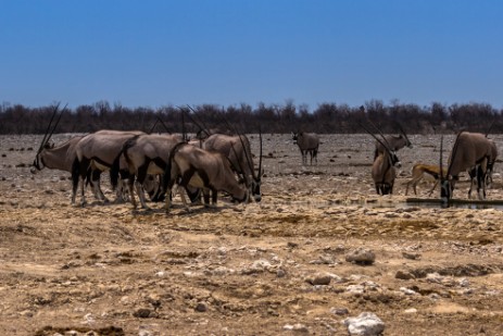 Oryxherde im Etosha NP