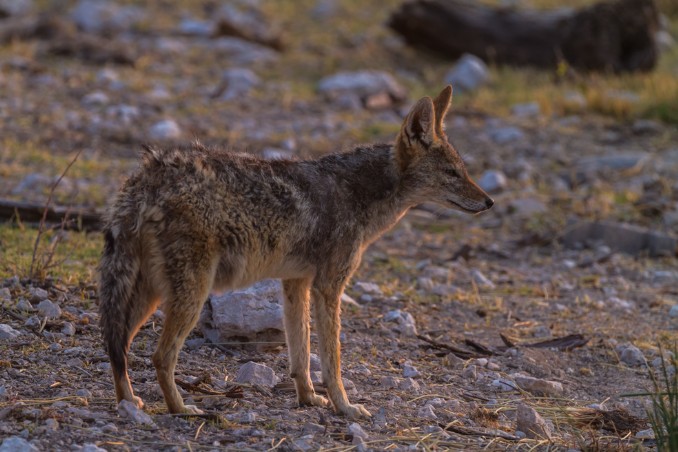 Schakal im Etosha NP