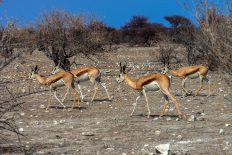 Springbocks im Etosha NP