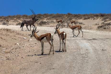 Springbocks und Oryx auf Piste im Etosha NP