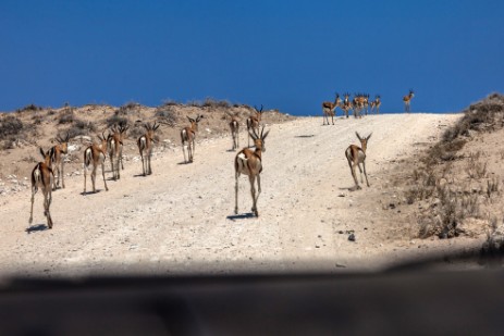 Springbocks auf Piste im Etosha NP