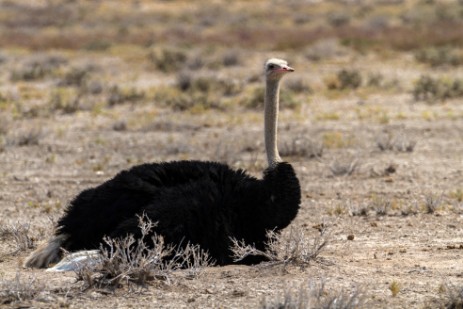 Strauß im Etosha NP